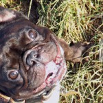 Hund