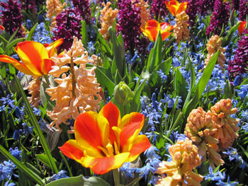 keukenhof