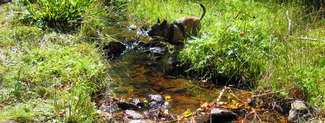 Nationalpark Bayerischer Wald mit Hund